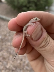 Cyrtopodion scabrum