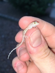 Cyrtopodion scabrum