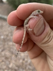 Cyrtopodion scabrum