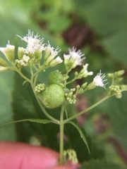 Schizomyia eupatoriflorae