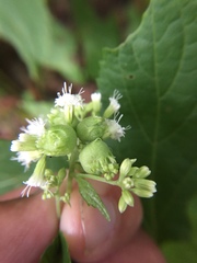 Schizomyia eupatoriflorae