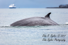 Balaenoptera physalus