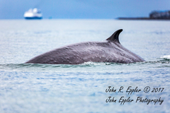 Balaenoptera physalus