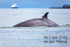 Balaenoptera physalus