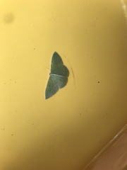 Chlorocoma melocrossa