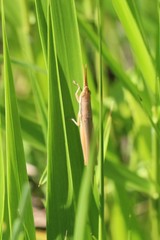 Leptysma marginicollis