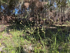 Cyperus plukenetii