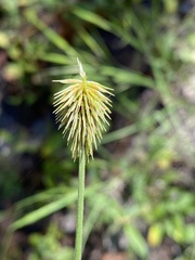 Cyperus plukenetii