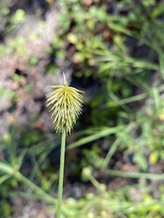 Cyperus plukenetii