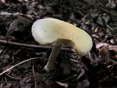 Amanita stranella