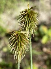 Cyperus plukenetii