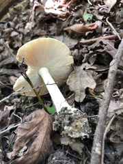 Amanita stranella