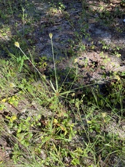 Cyperus plukenetii