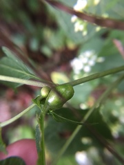 Asphondylia eupatorii