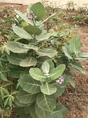 Calotropis gigantea image