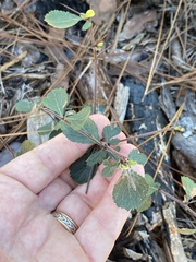 Crataegus munda