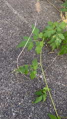 Cardiospermum halicacabum