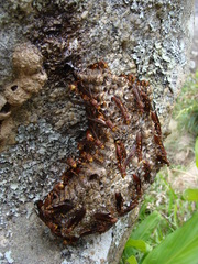 Polistes simillimus