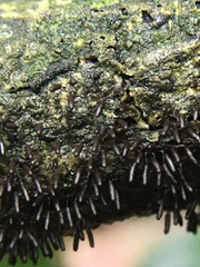 Stemonitopsis