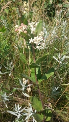 Asclepias ovalifolia