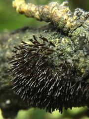 Stemonitopsis