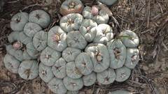 Lophophora williamsii