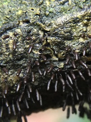 Stemonitopsis