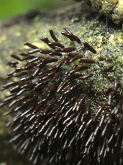 Stemonitopsis