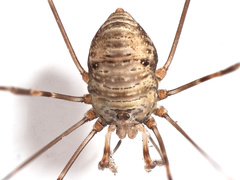 Dicranopalpus ramosus