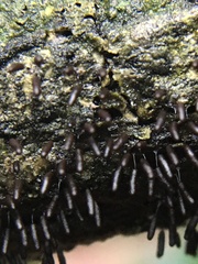 Stemonitopsis