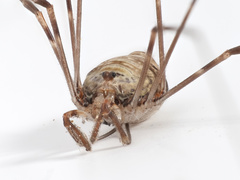 Dicranopalpus ramosus