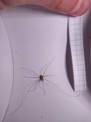 Dicranopalpus ramosus