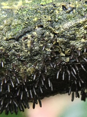 Stemonitopsis