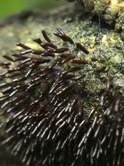 Stemonitopsis