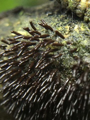 Stemonitopsis