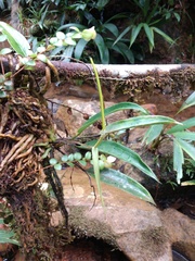 Anthurium crassiradix