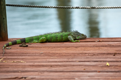 Iguana iguana
