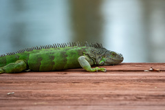 Iguana iguana