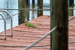 Iguana iguana