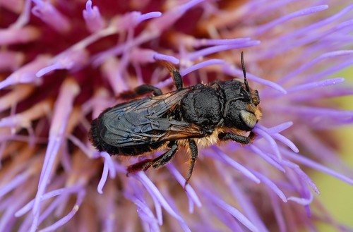 Woodborer Bees (Bee genera of southern Africa) · iNaturalist