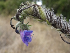Echium tuberculatum