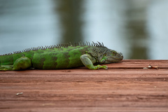 Iguana iguana