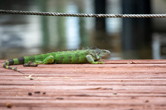 Iguana iguana