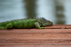 Iguana iguana