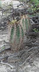 Thelocactus bicolor bicolor