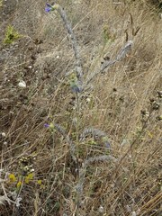 Echium tuberculatum