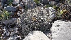 Thelocactus rinconensis rinconensis