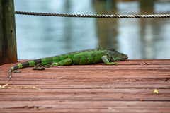 Iguana iguana