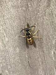 Vespula germanica