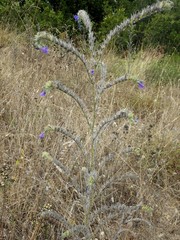 Echium tuberculatum